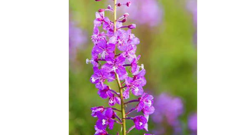 FIREWEED